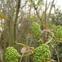 Sambucus racemosa fleur P2A